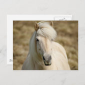 White Pony Postkarte (Vorne/Hinten)