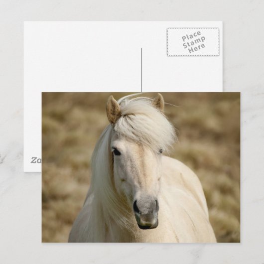 White Pony Postkarte (Vorne/Hinten)