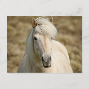 White Pony Postkarte