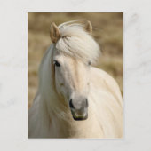 White Pony Postkarte (Vorderseite)