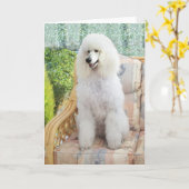 White Poodle Karte (Gelbe Blume)