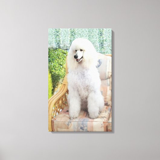 White Poodle Leinwanddruck (Vorderseite)