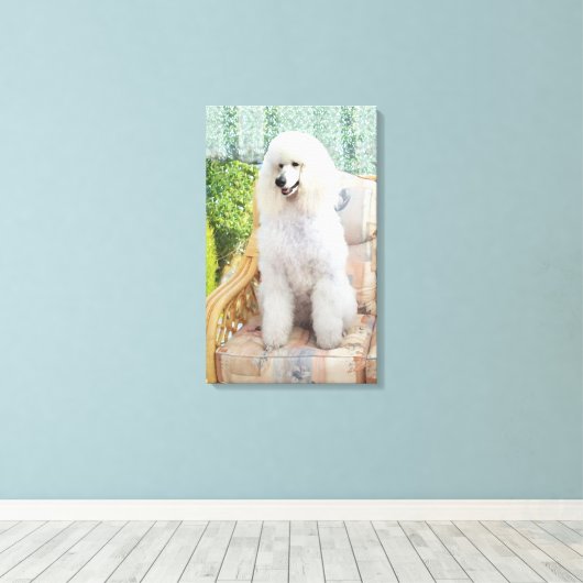 White Poodle Leinwanddruck (Insitu (Holzboden))