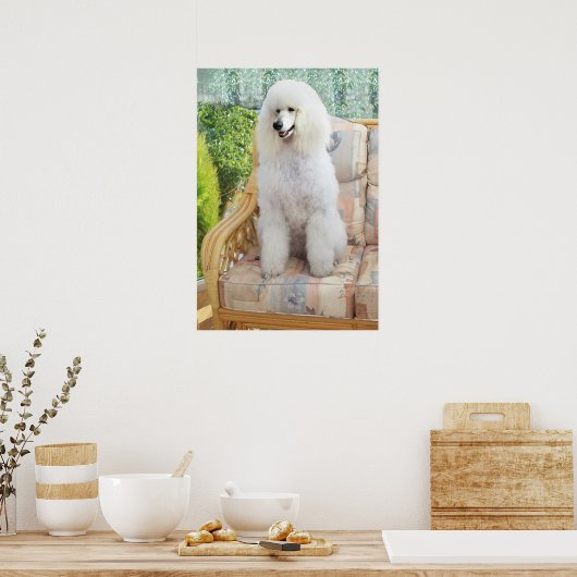 White Poodle Poster (Küche)