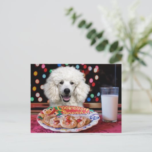 White Poodle Weihnachten (Stehend Vorderseite)