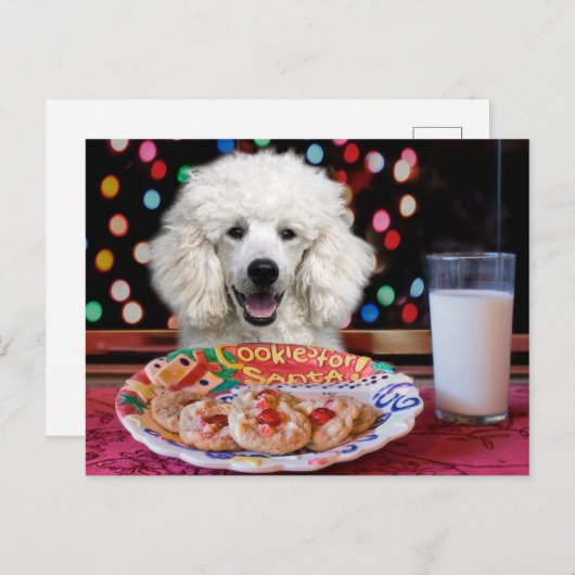 White Poodle Weihnachten (Vorne/Hinten)