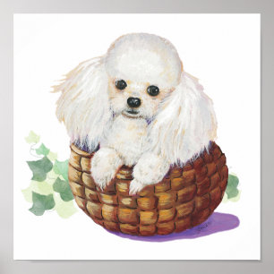 White Poodle Welpe in einem Korb Art Print Poster