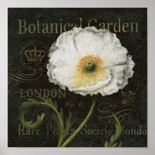 White Poppy Blossom Poster (Vorne)