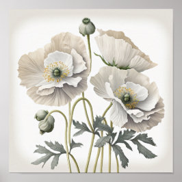 White Poppy Flowers Art Print Poster
