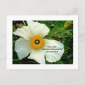 WHITE POPPY Postcard Postkarte (Vorderseite)