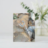 White Praying Mantis Fotografie Postkarte (Stehend Vorderseite)