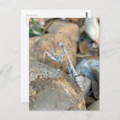 White Praying Mantis Fotografie Postkarte (Vorne/Hinten)