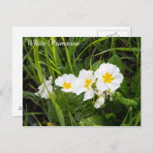 White Primrose Postkarte (Vorne/Hinten)