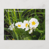 White Primrose Postkarte (Vorderseite)