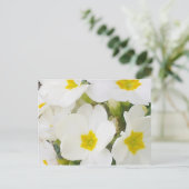 White Primroses Postcard Postkarte (Stehend Vorderseite)