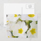 White Primroses Postcard Postkarte (Vorne/Hinten)