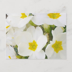 White Primroses Postcard Postkarte