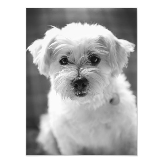 White Puppy Dog - Guten Morgen! Fotodruck (Vorne)