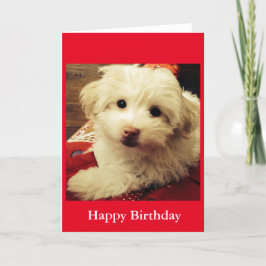 White Puppy on Red Blanket Happy Birthday card Karte