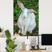 White rabbit poster (Heimbüro)