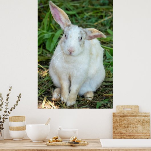 White rabbit poster (Küche)