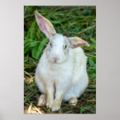 White rabbit poster (Vorne)