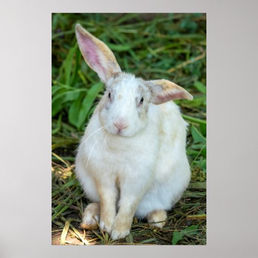 White rabbit poster (Vorne)