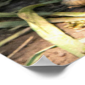 White rabbit poster (Ecke)