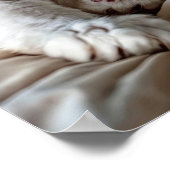 White Ragdoll Cat Poster (Ecke)