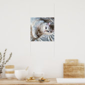 White Ragdoll Cat Poster (Küche)