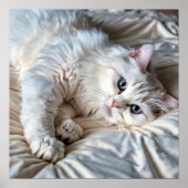 White Ragdoll Cat Poster (Vorne)