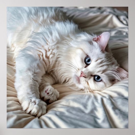 White Ragdoll Cat Poster (Vorne)