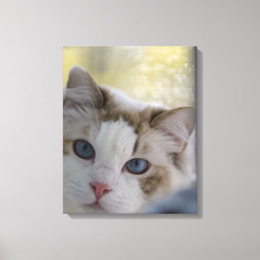 White Ragdoll Cat Wrapped Canvas Leinwanddruck (Vorderseite)