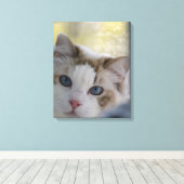 White Ragdoll Cat Wrapped Canvas Leinwanddruck (Insitu (Holzboden))