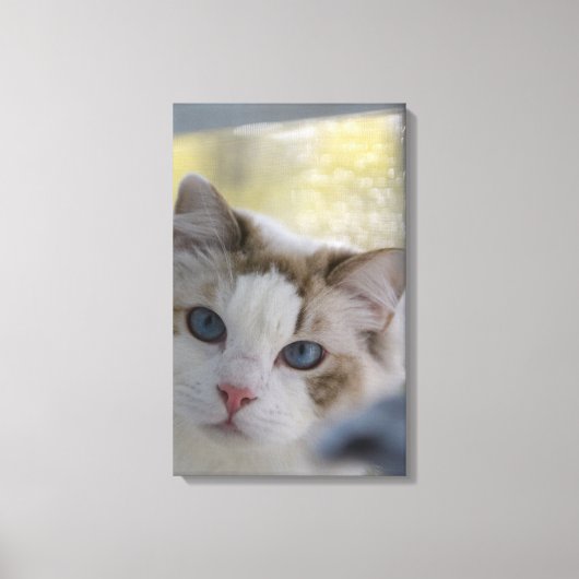 White Ragdoll Cat Wrapped Canvas Leinwanddruck (Vorderseite)