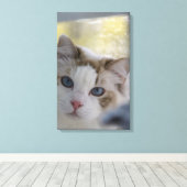 White Ragdoll Cat Wrapped Canvas Leinwanddruck (Insitu (Holzboden))