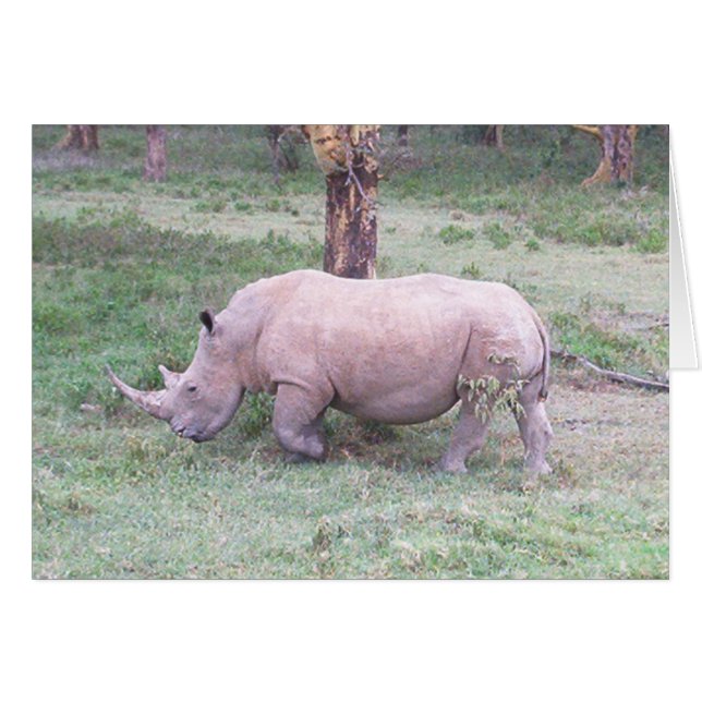 White Rhino (Vorderseite (Horizontal))