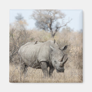 White Rhino Magnet