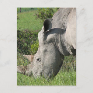 White Rhino Postcard Postkarte