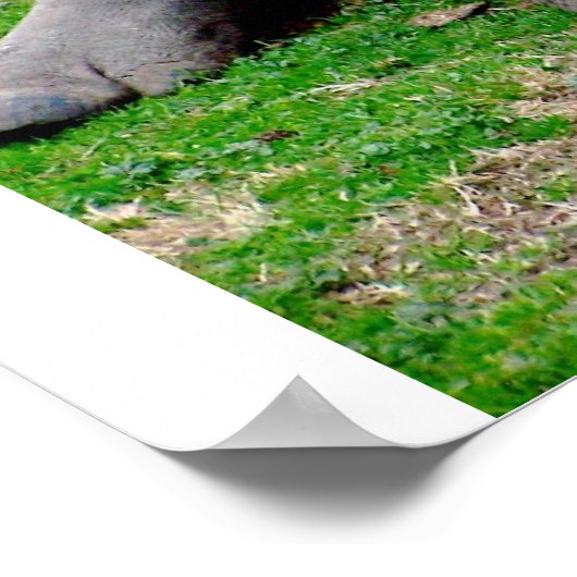 White Rhino Poster (Ecke)