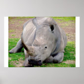 White Rhino Poster (Vorne)