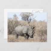 White Rhino Postkarte (Vorne/Hinten)