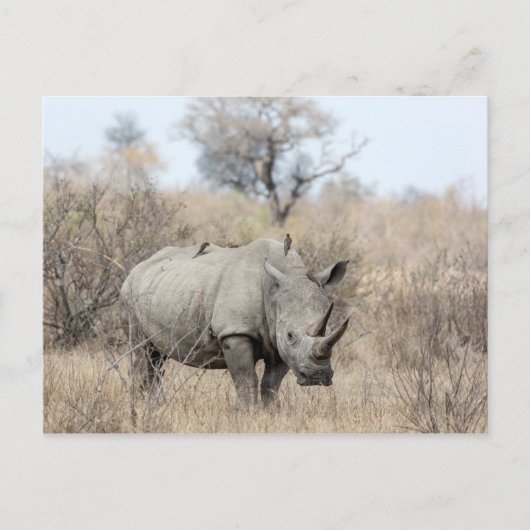 White Rhino Postkarte (Vorderseite)