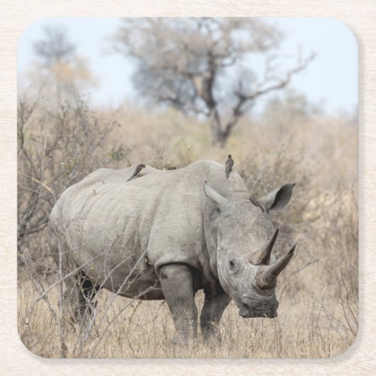 White Rhino Rechteckiger Pappuntersetzer (Vorderseite)