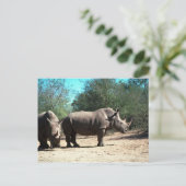 White Rhinos Postkarte (Stehend Vorderseite)