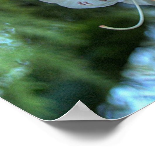 White Rhododendron Poster (Ecke)