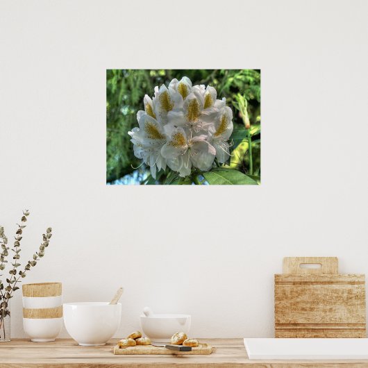White Rhododendron Poster (Küche)