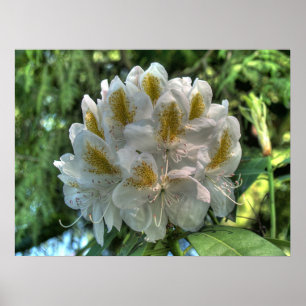 White Rhododendron Poster
