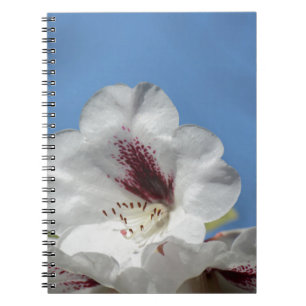 White Rhododendron with Burgundy Notizblock