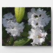 White Rhododenrons Bush Plaque Fotoplatte (Vorderseite)